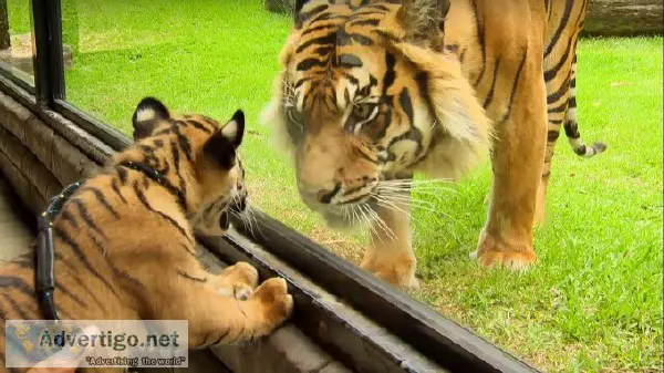 Tiger safari in India