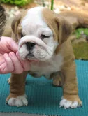 Dog for sale