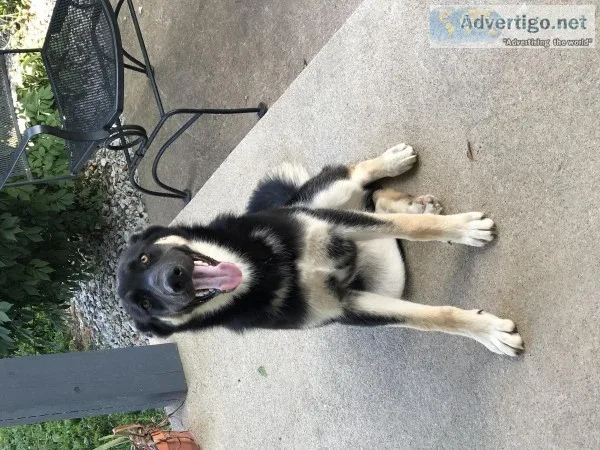 German Shepherd Husky mix
