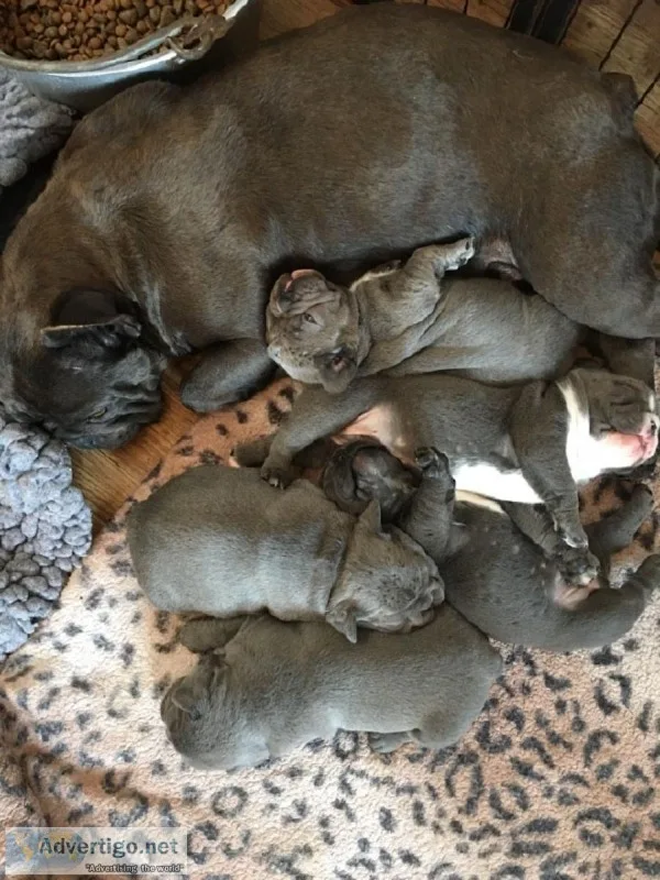 Beautiful Blue French Bulldogs