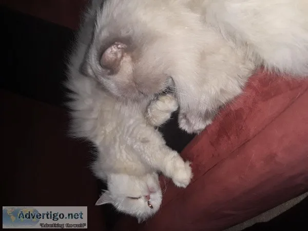 Persian cats