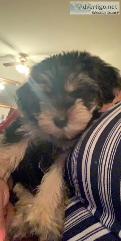 Yorki poo