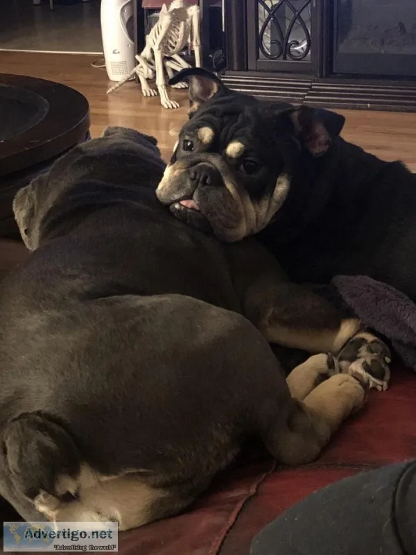 3 yr. Female English Bulldog