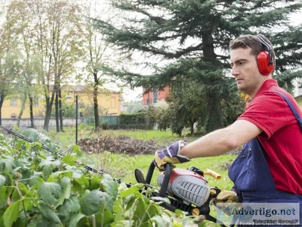 Emergency Tree Care  Absolute Green Life