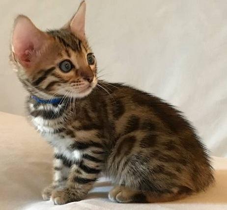 Bengal kitten Bengal kitten Contact us via Text at  x (207) x 61