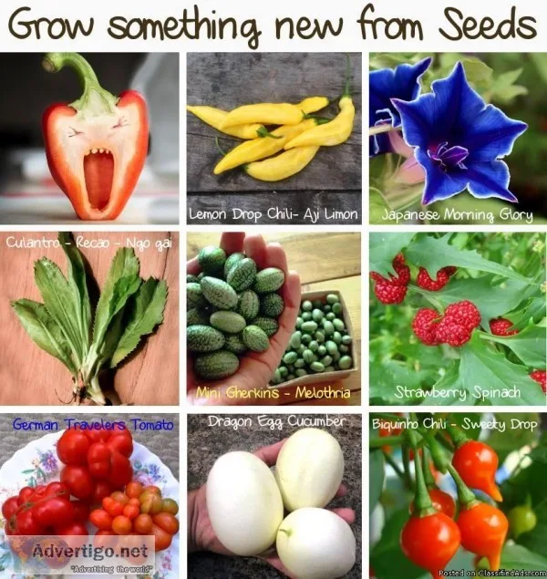Unusual Plant Seeds for Hobby Gardeners