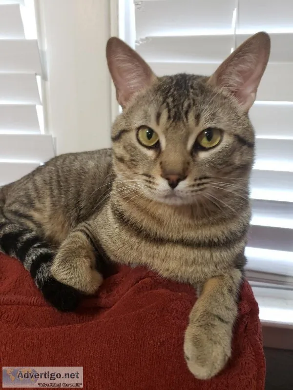 Apollo Creed Bratton Needs a Home