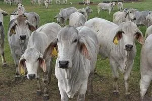 Bonsmara and Brahman Cattles for sale