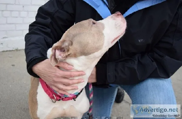 fosters Needed to save NY kill shelter dogs