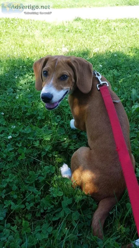 5 month old beagle mix