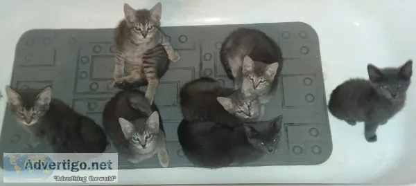 FREE 3 MNTH. OLD KITTENS TO GOOD HOME