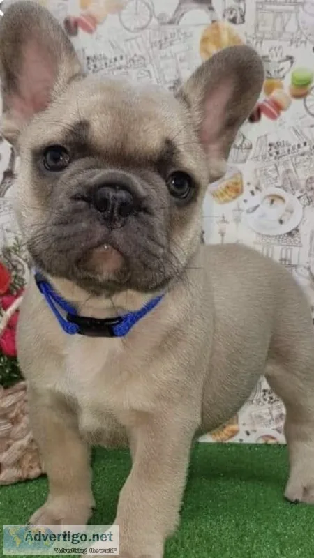 French Bulldog