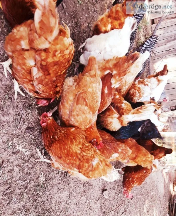 Young laying hens for sale