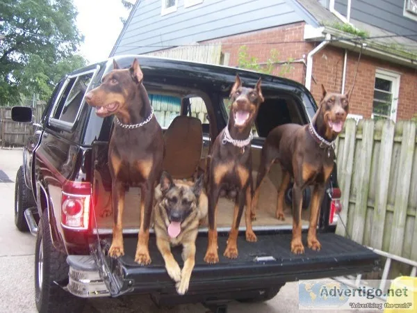 doberman puppies