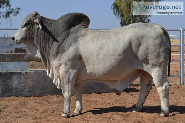 Brahman Bonsmara Nguni for sale