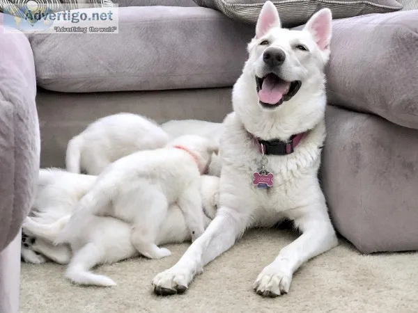 AKC WHITE GERMAN SHEPHERD DOG PUPPIES FOR SALE