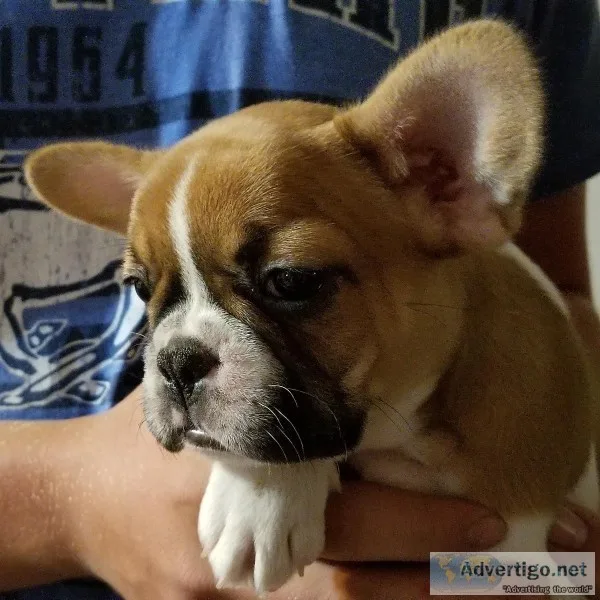 French Bulldog