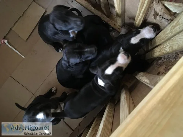Great Dane puppies