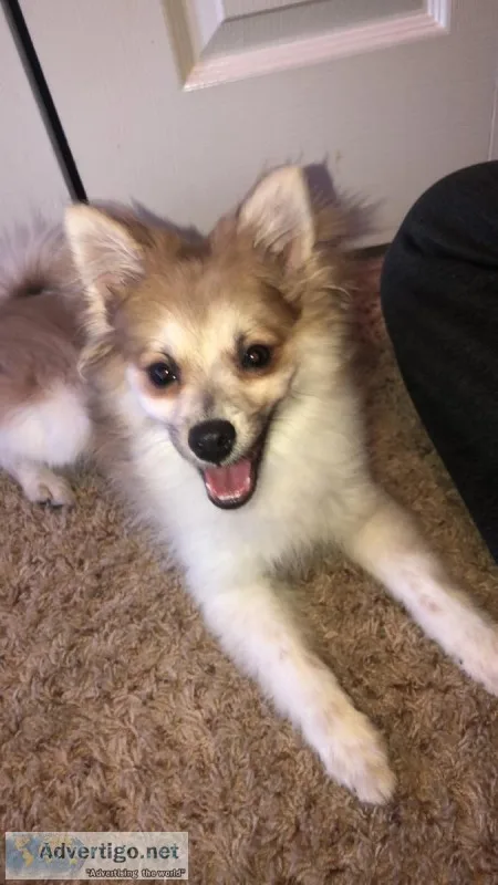 9 month old Pomeranian Pup