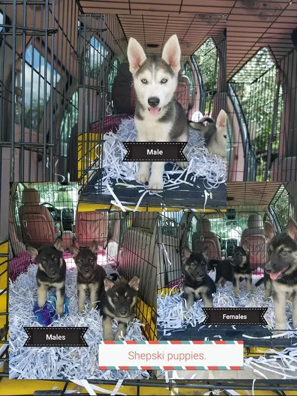 Shepski puppies (German ShepherdHusky mix)