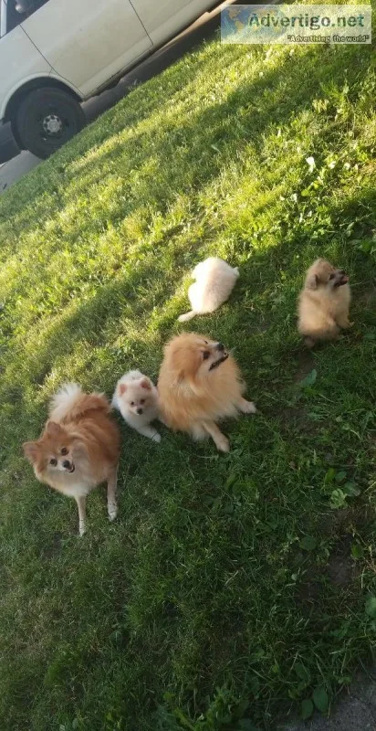 Pomeranian puppies 4sale