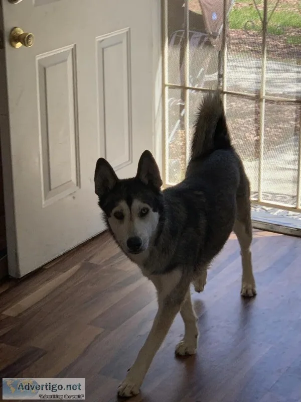 Husky German Shepard
