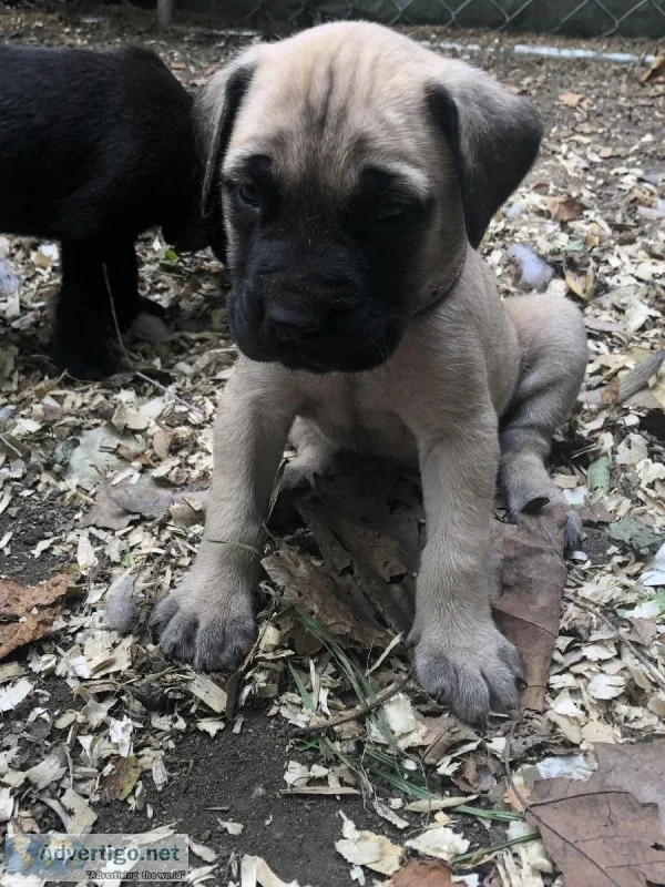 English Mastiff Puppies