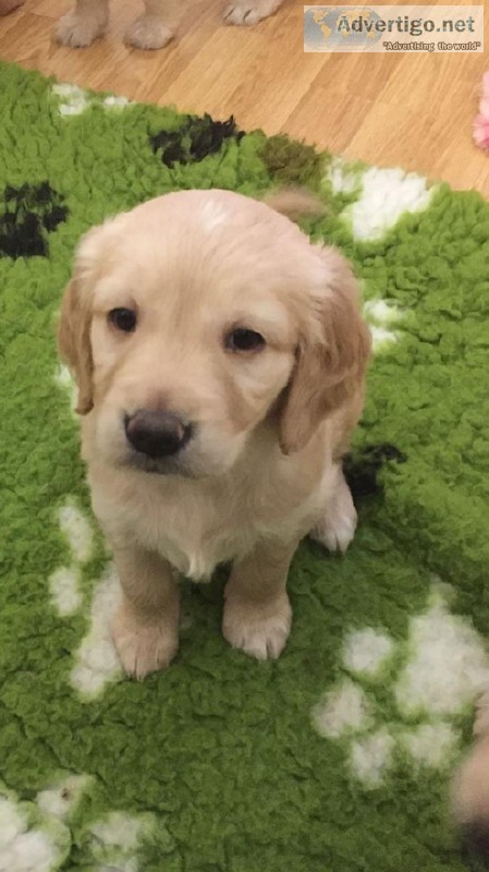 Gorgeous Golden Retriever Puppies For Sale