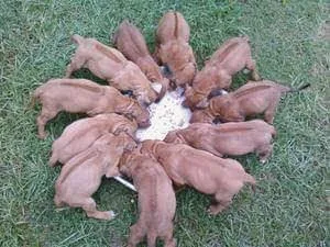 AKC Rhodesian Ridgeback pups