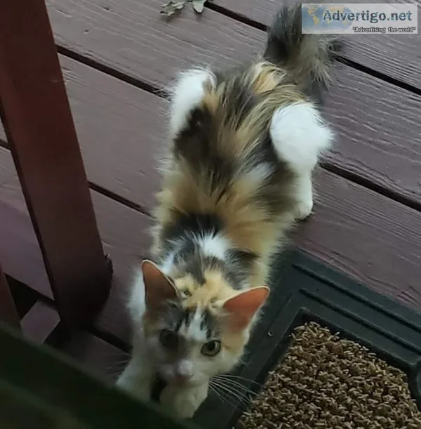 Beautiful long hair calico kitty