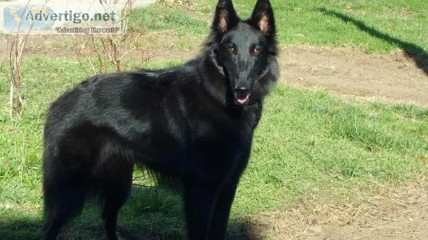 Belgian Shepherd Puppies