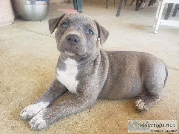 Blue Nose Pit Bull Terrier