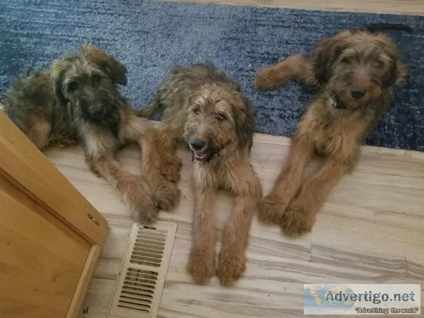 Purebred Briard Puppies