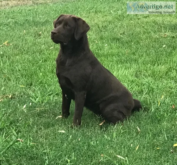 AKC Chocolate Labrador retriever puppies