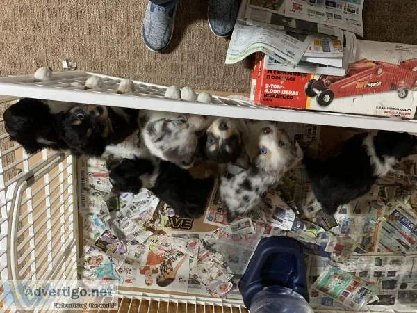 Miniature Aussie Pups