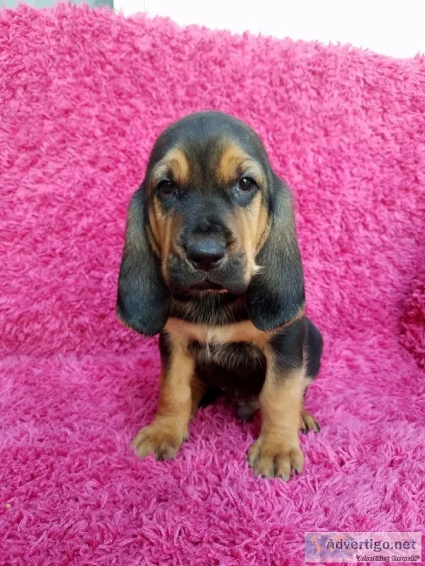 Bloodhound puppies