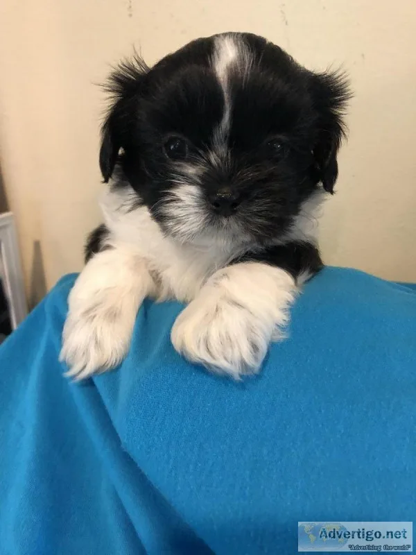 Shih-Tzu M puppy