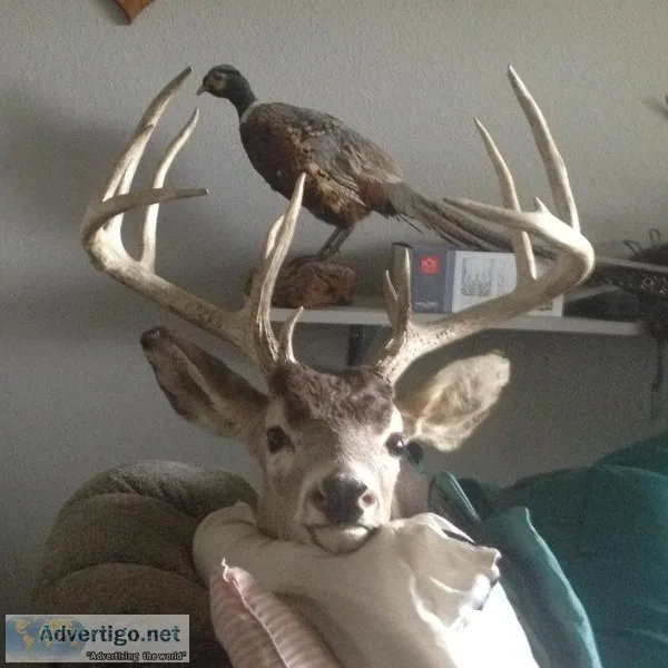 White tail Deer Head on wall mount