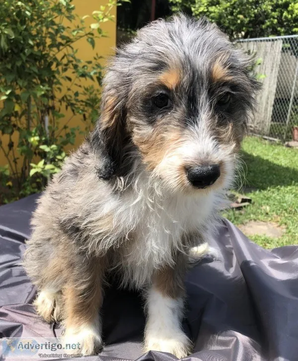 Female Aussiedoodle Puppy