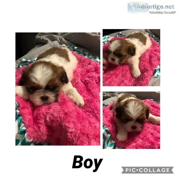 Shih Tzu Puppies