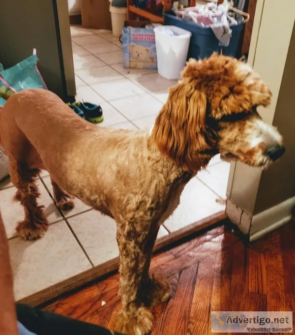 f1 Goldendoodle female