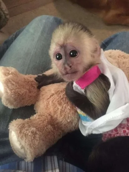 Get perfect childlike pet capuchin monke