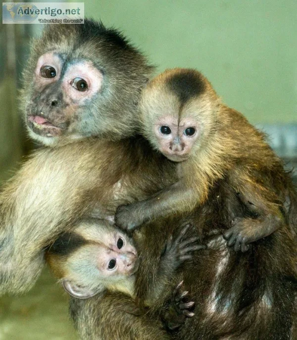 Capuchin monkey for rehomingcapuchin mon