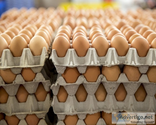 Fertile broiler eggs for sale
