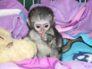Cute baby capuchin monkeys seeking a new