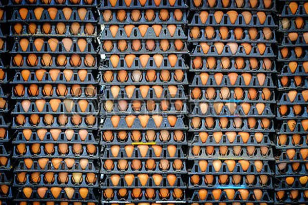 Fertile broiler eggs for sale