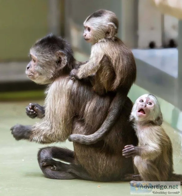 Charming marmoset monkey for sale