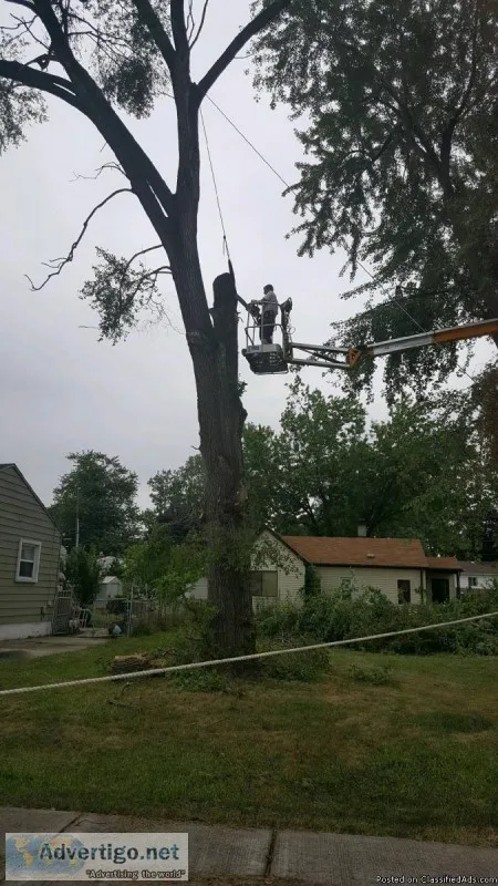 Tree services