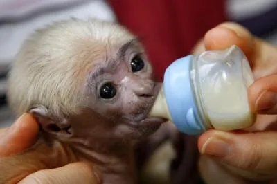 Gentle male and female capuchin monkey