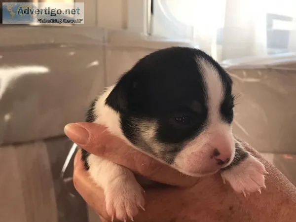 Beautiful chihuahua